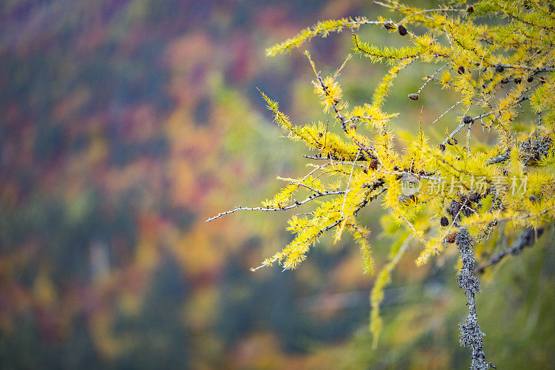 落叶针叶树在秋天变黄-落叶松树