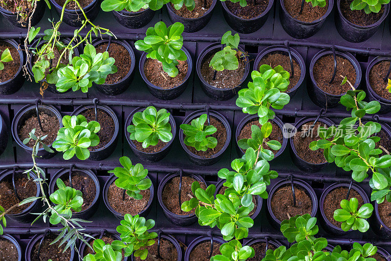 近距离观察滴灌系统浇灌的垂直花园中的绿叶植物