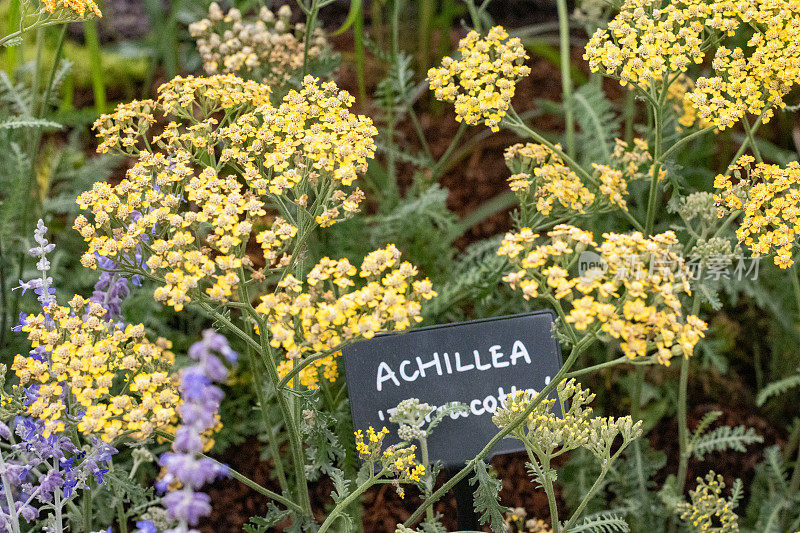 英国伦敦的Achillea“Terracotta”