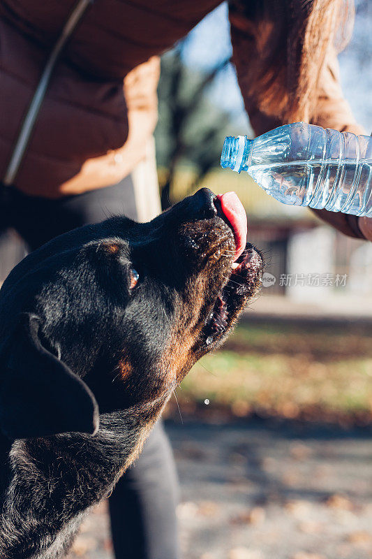 罗威纳犬舔水