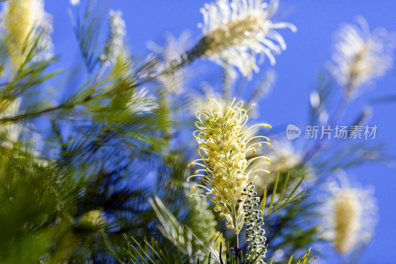 特写美丽的白色瓶刷花，Grevillea，蓝色背景与复制空间