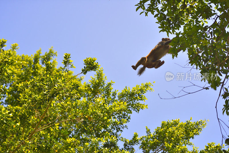 猴子跳跃时在空中的位置