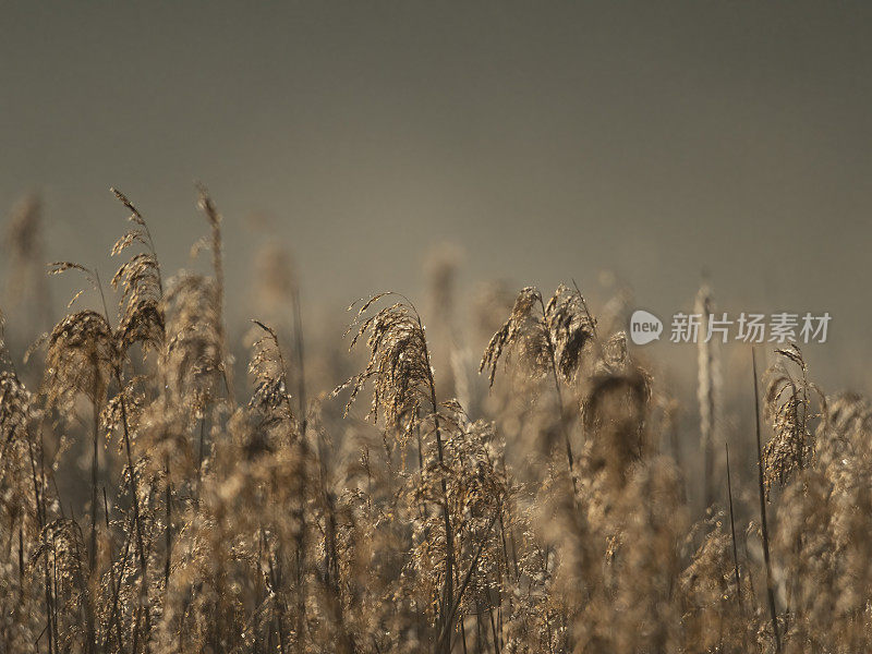 芦苇丛的特写