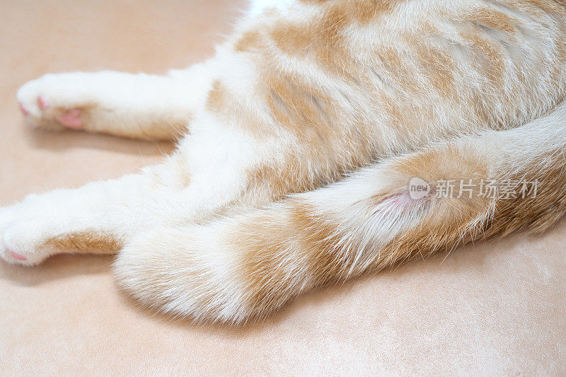 猫的尾巴有真菌损伤，猫睡在橙色的瓷砖地板上:猫的健康和清洁
