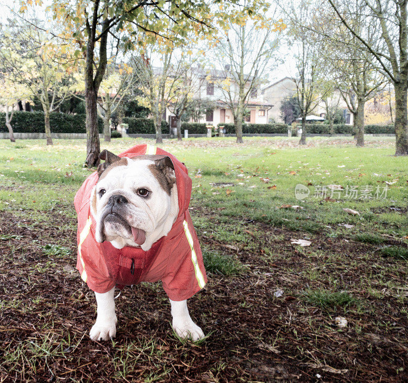 英国斗牛犬在一个雨天穿着雨衣在公园里