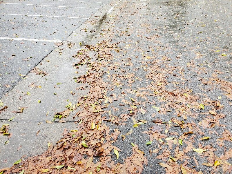 雨后人行道上的湿树叶