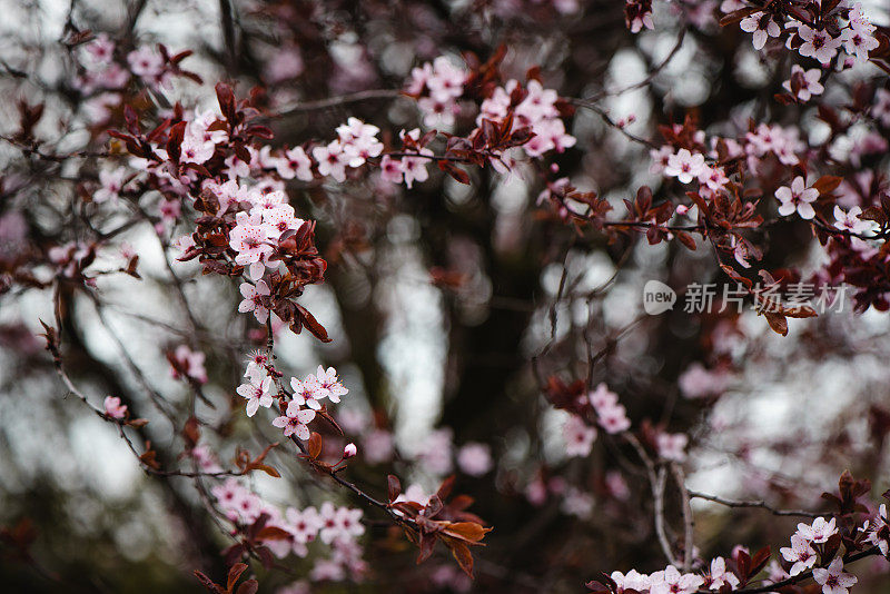 春天鲜花盛开