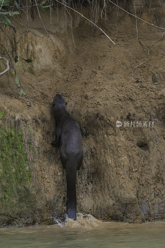 巨型水獭(巴西翼龙)是一种南美食肉哺乳动物，发现于巴西潘塔纳尔。在陆地上靠近巢穴。