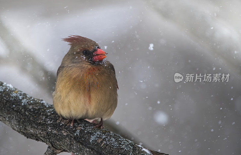 红衣主教在暴风雪