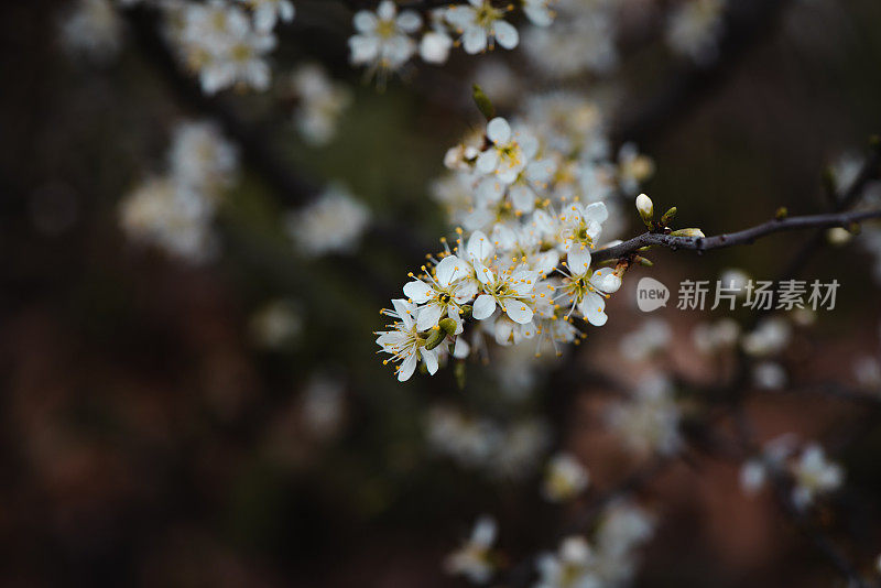 黑刺李白春花盛开