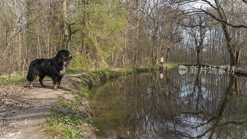 前景中的伯尔尼山地犬站在湖岸，背景中是它的主人。这是一个春天的晴天。