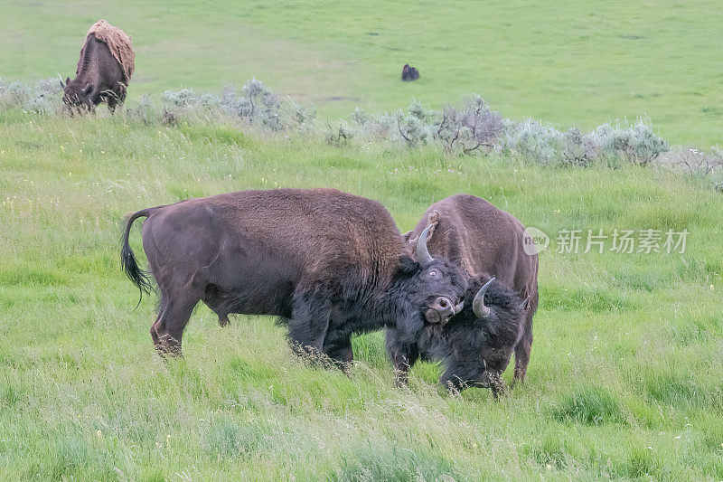 野牛或水牛在发情季节搏斗