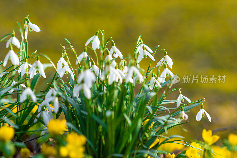 阳光下的雪花花和冬附子