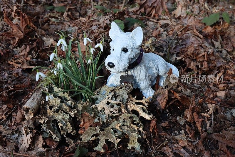 一只Westie狗和雪花花的静物