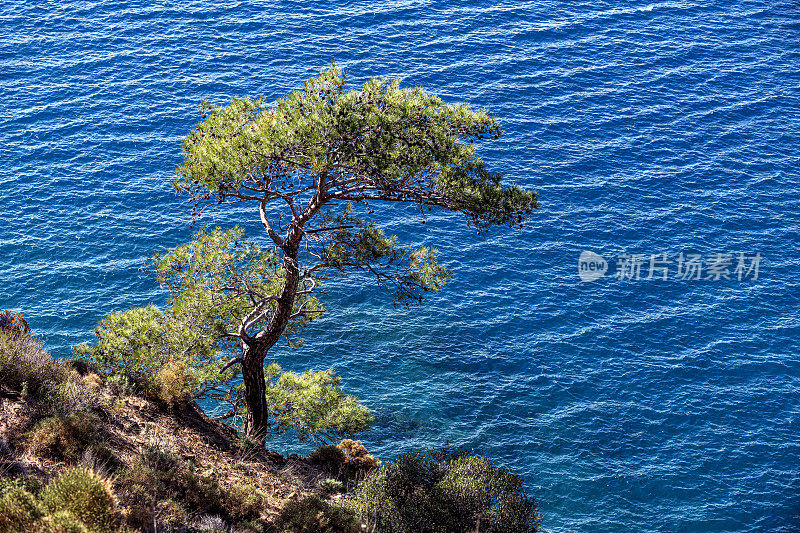 海边山坡上的一棵松树