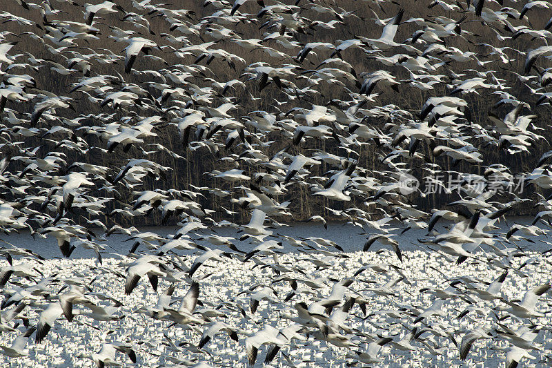 雪雁在中溪野生动物管理区飞翔