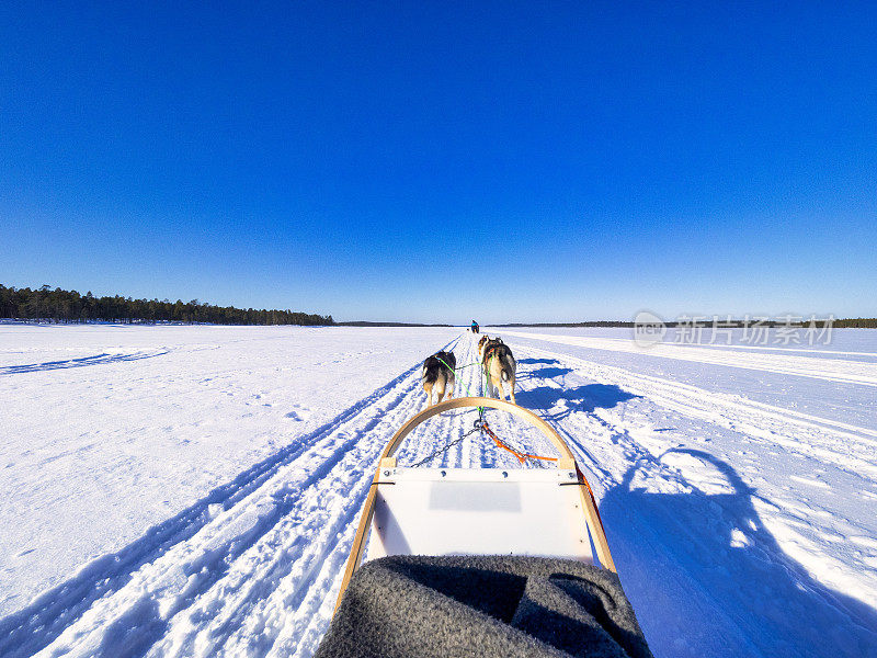 芬兰的雪橇狗