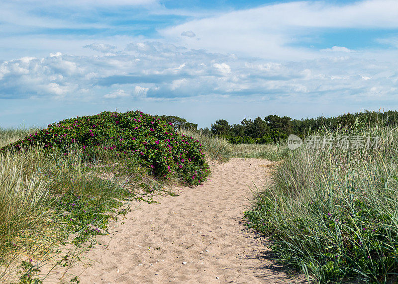 夏天的一天，鲜花盛开的萨勒玛海岸，沙丘中的沙质小径，哈里莱德自然保护区，爱沙尼亚，波罗的海