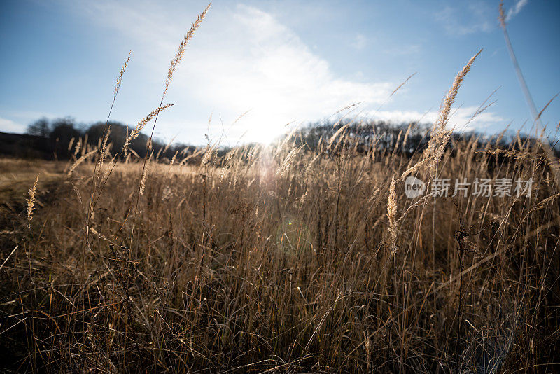 美丽的抽象特写金色的干草草地