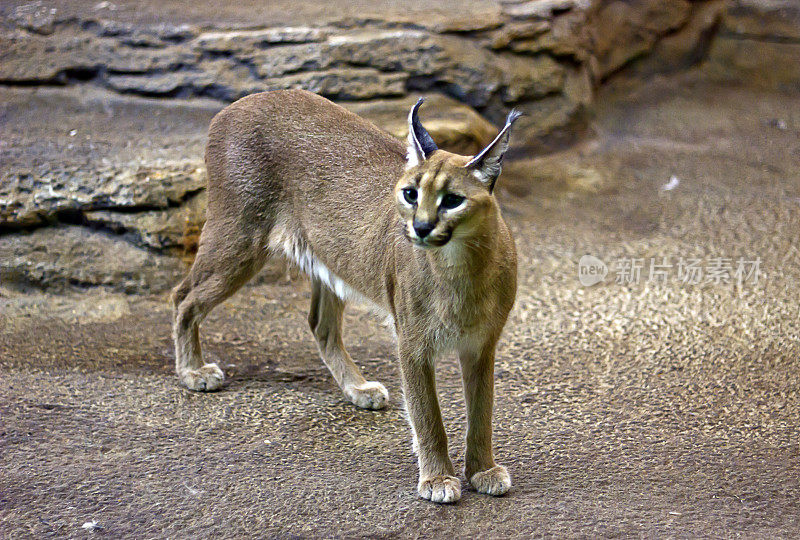 Caracal行尸走肉