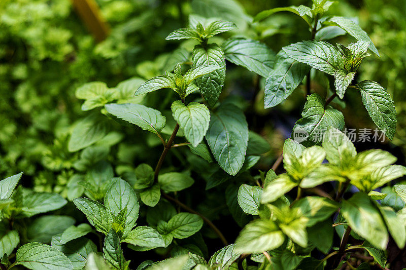 室外花盆里的新鲜薄荷