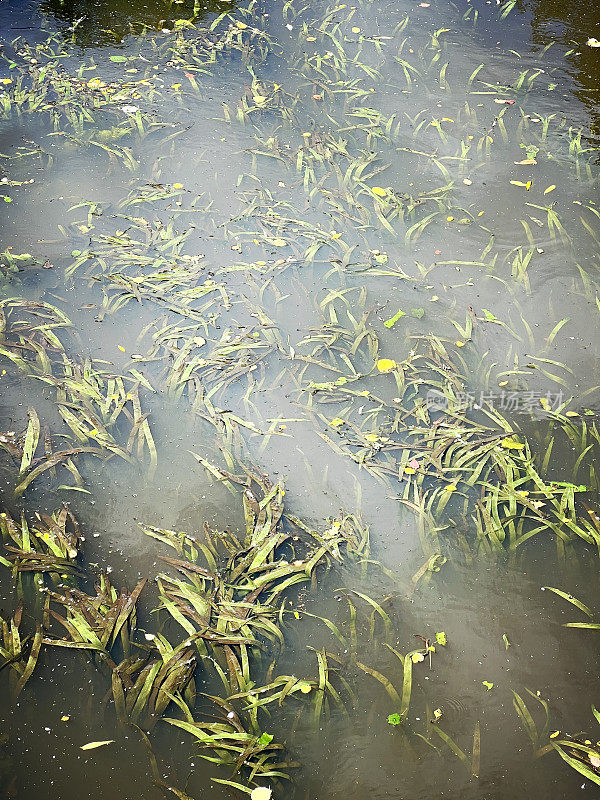 水与美丽的绿色水生植物作为纹理或背景。