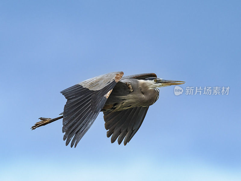 大蓝鹭飞蓝天俄勒冈州