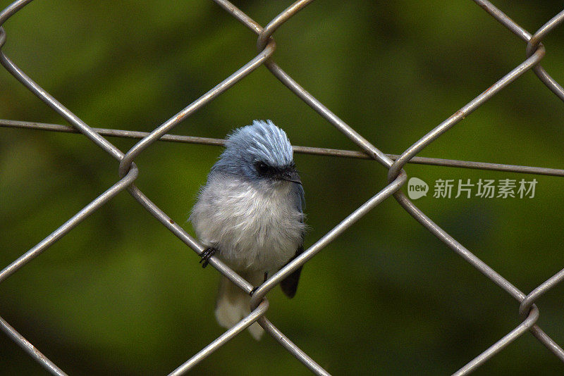 白尾蓝捕蝇草