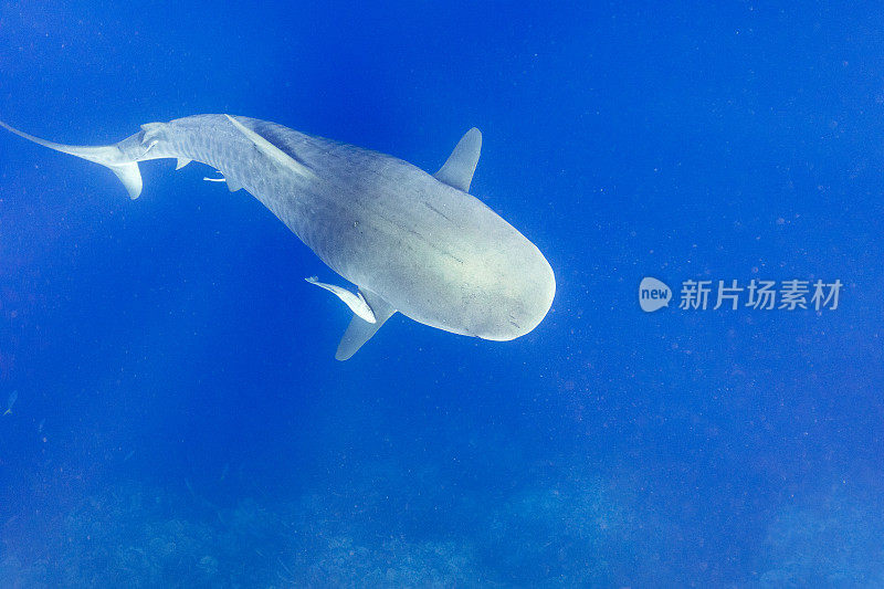 在深蓝色的海洋中，大虎鲨正游在游泳者的下方