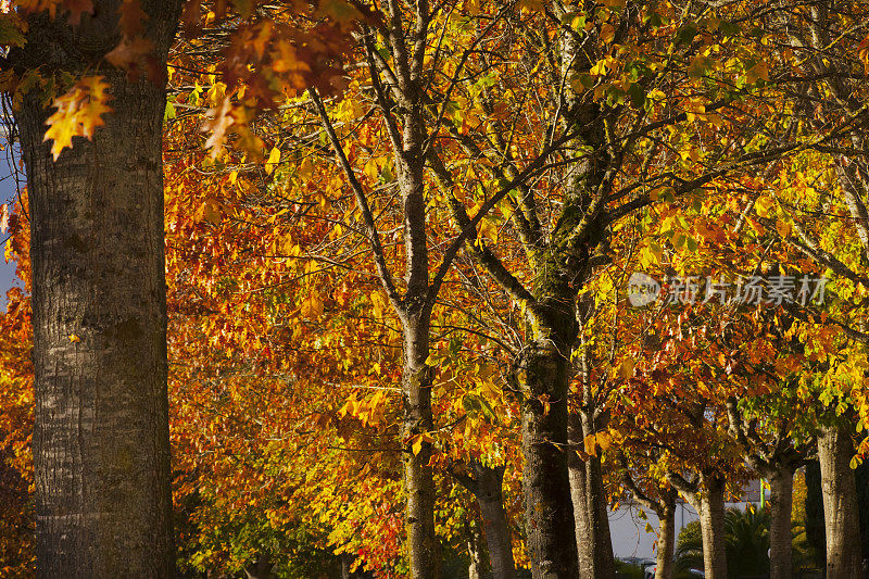 秋天，城市的长廊被树叶覆盖。