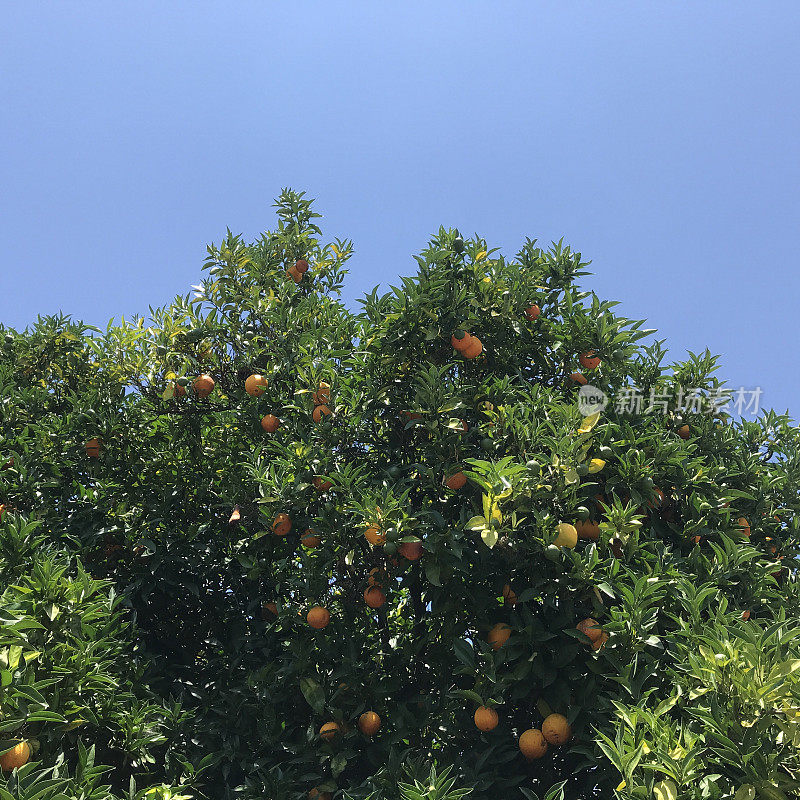 美丽的橘子树