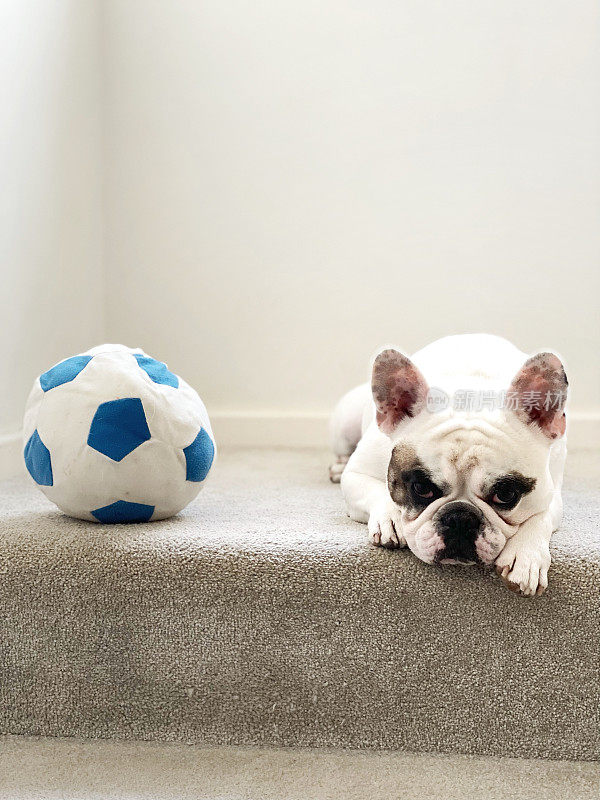 可爱的法国斗牛犬在室内楼梯上休息，旁边是足球玩具