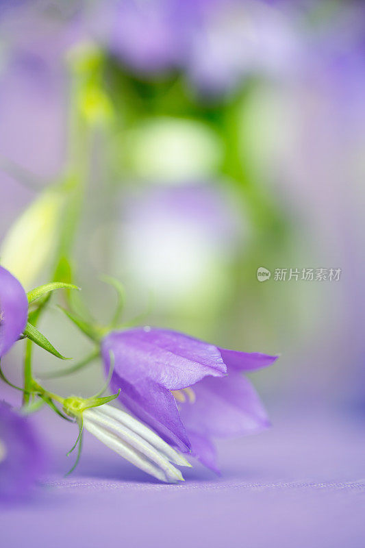 蓝铃花(风铃花)特写