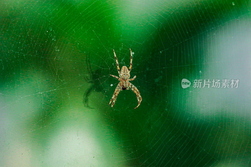 花园蜘蛛，大型动物王国，野生动物