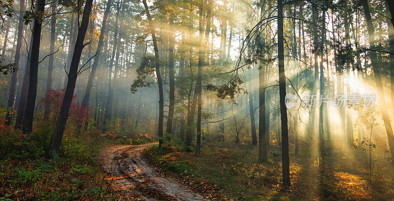秋天森林里的黎明。阳光冲破晨雾。