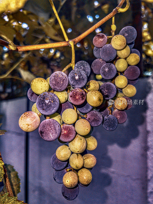晚上葡萄园里的葡萄快熟了