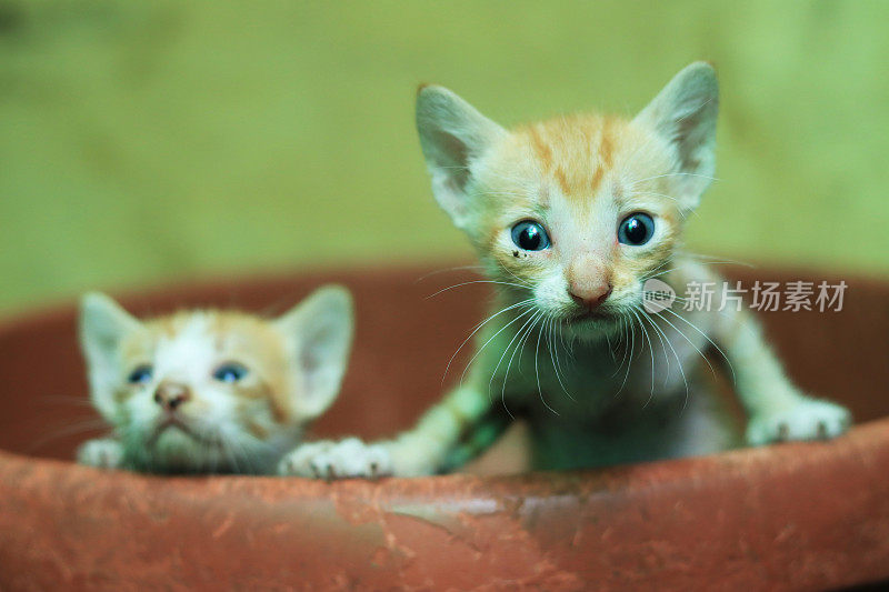 可爱的小猫第一次看到这个世界