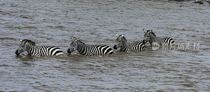 在肯尼亚马赛马拉国家保护区，平原斑马正在穿越马拉河。