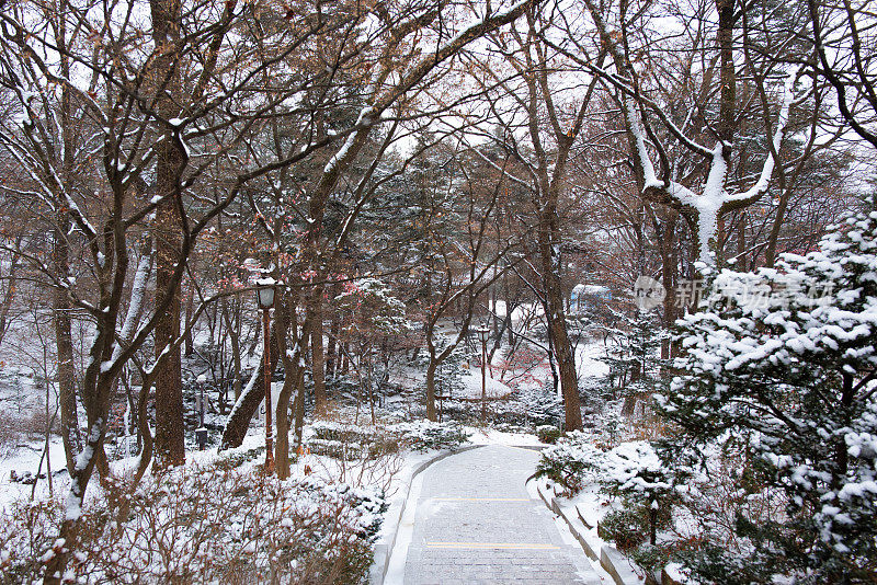 花园里的雪