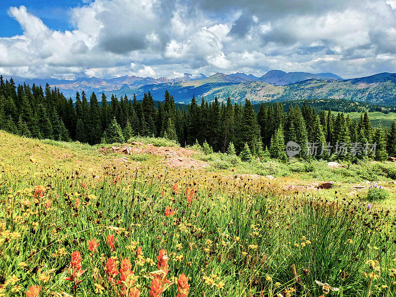 野花草地，森林和远处的科罗拉多山峰。