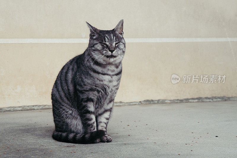 虎斑猫闭着眼睛坐着的图像