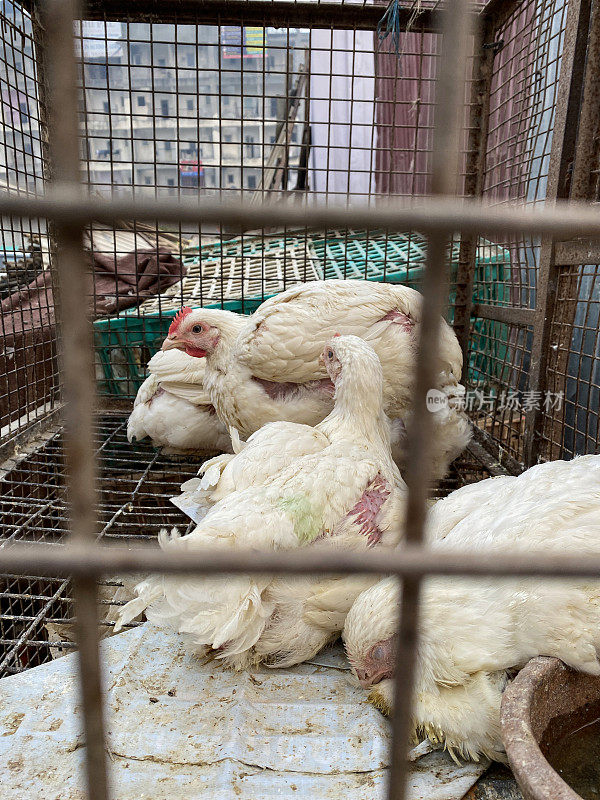 特写图片，在印度农产品市场的铁栏后面，满笼的鸡，等待被屠宰，动物虐待，动物福利，关注的背景