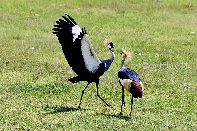 坦桑尼亚冠鹤求偶舞。