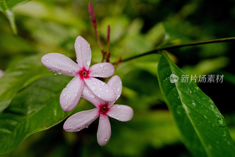 郁郁葱葱的绿色植物在热带丛林森林马来西亚槟城岛