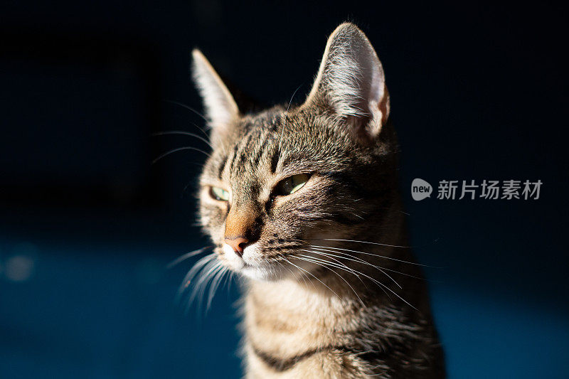 虎斑猫肖像
