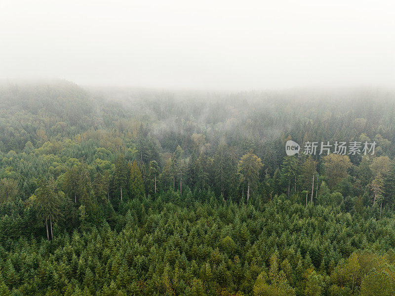 在西北太平洋地区一个受管理的森林中，薄雾升起