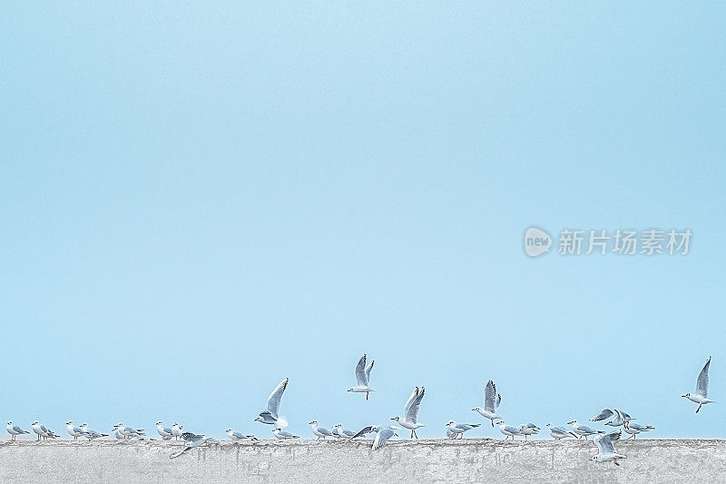 蓝色大雾天，码头上的海鸥