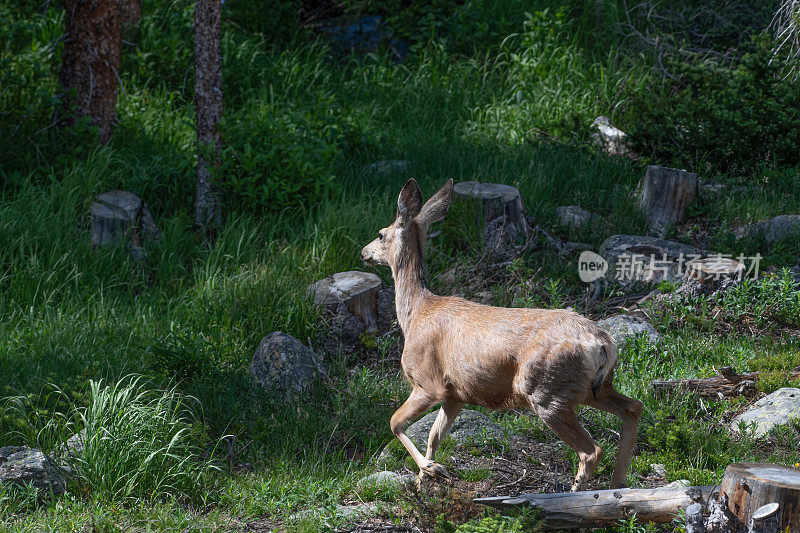 在美国西部，北美科罗拉多州北部茂密的高山森林中奔跑的鹿