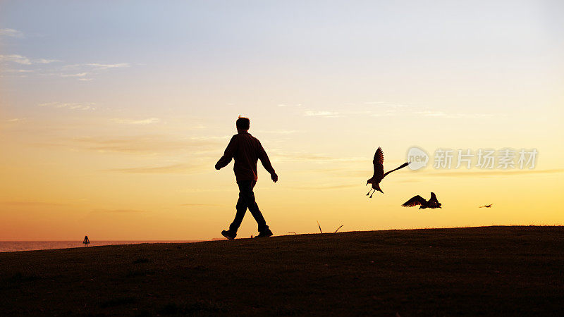 一个人在日出时行走的剪影。鸟儿飞着降落在沙滩上。奥克兰。