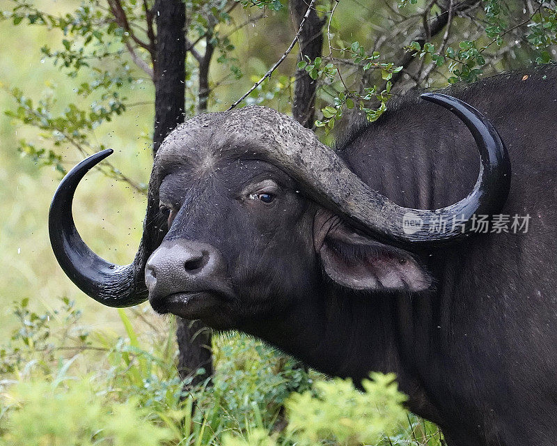南非克鲁格国家公园的水牛